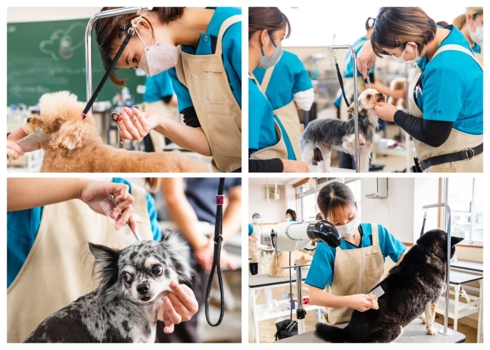 「京都動物専門学校」あなたの夢を仕事に。トリミングモデル犬も大募集中！