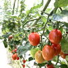 「愛知いしかわ菜園」