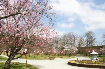 真室川公園　春は約450本の梅・桜・桃が満開の花を咲かせます「山形県最上郡真室川町」