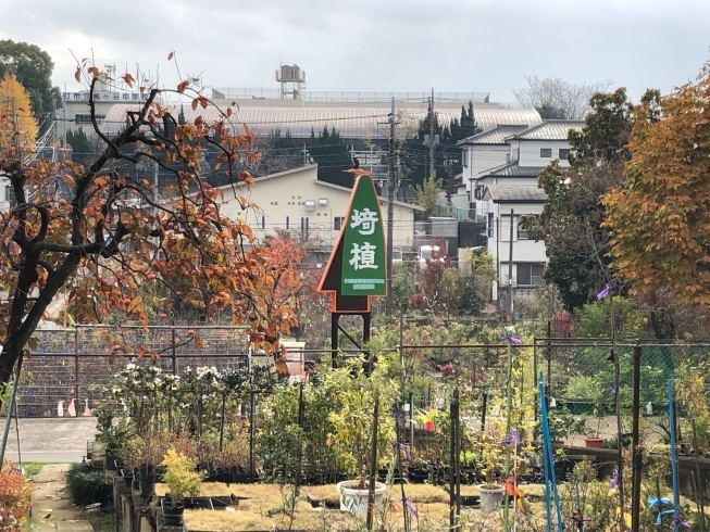 「株式会社埼玉植物園」総合的な緑の企業として屋上緑化など緑豊かな生活をプロデュース
