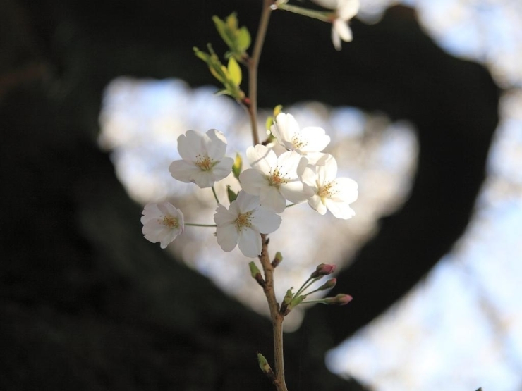 ハート型に見える桜の木、この桜を見つけたカップルは幸せになれ<br>　　　る？