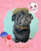 「Dog salon mofu mofu　余市町」