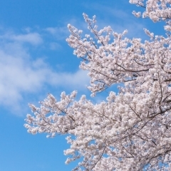 【決定版】西尾市の桜・お花見スポット・厳選15カ所はココだ！