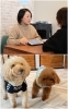 看板犬の、Cucoo（クク）と、茶豆（ちゃまめ）です♪「TRANSIT(トランジット) Travel Deli / Cafe & Bar」
