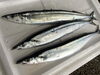 「秋刀魚（棒受け網漁）」
