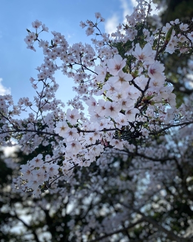 桜を見るだけで幸せな気持ちになれる。春って素敵♥「今ならお子様連れでも大歓迎♡出雲市上塩冶町のエステサロンMerci」