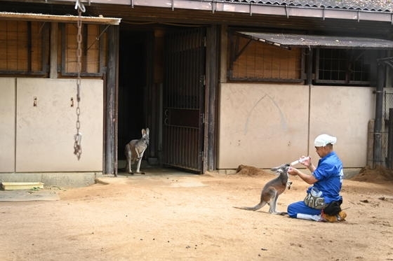 お母さんのカブに見守られながら哺乳中。「アカカンガルーのシソ」