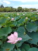 外堀のハスの花。「ねぇ、エグっちゃん。千曲市だよね？有料老人ホーム経営しない？　その17　「千曲市・坂城町で有料老人ホーム・訪問介護事業所なら友悠ネットワーク」」