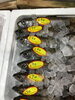 「魚魚市場鮮魚コーナーおすすめは「クエ」です♪」