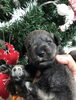 ミニチュアシュナウザー子犬「ミニチュアシュナウザー＆シーズー子犬」