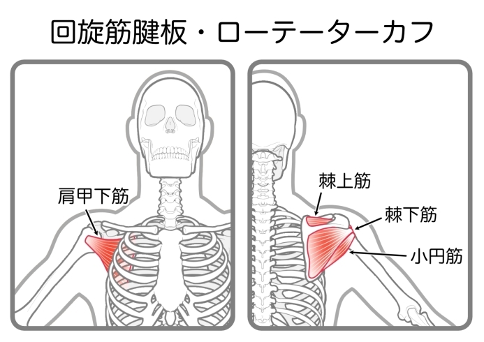 肩のインナーマッスル「朝、おきると肩が痛いのは老化のせいかも？筋肉の裏切り！」