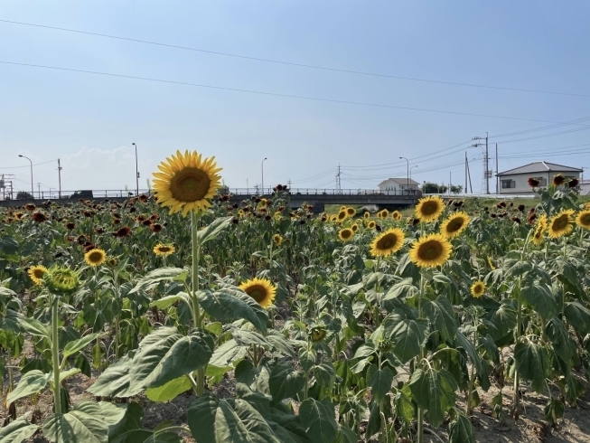 「【西条市 下島山】ひまわりが満開です♪」