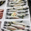 「魚魚市場鮮魚コーナーおすすめは「サバ・白魚」です♪」