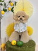 きぃ「わんことレモン🍋　＆スタッフわんこ」