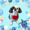「Dog salon mofu mofu　余市町」