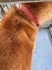 「【西条市小松町】迷い犬を保護しています！（※せとうちバス／西大頭停留所近辺）」