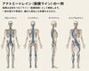 人の身体は、この筋膜のつながりがあるのです。ケアやリハビリはこれに従って行っております。「第二の骨格とも呼ばれる身体を支える重要な組織「筋膜」。今日は筋膜に関するお話です。」
