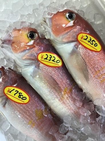 「魚魚市場鮮魚コーナーおすすめは「北海道産うに」です♪」