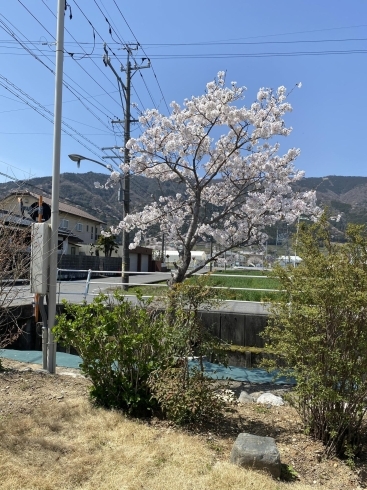 桜と紫陽花「晴明」