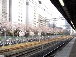 川崎駅のホームから見た桜。<br>満開だ～～！