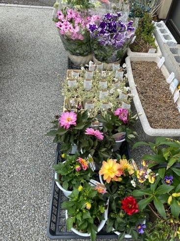 春の花苗「春の花苗入荷♪」