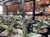 塊根植物の商品も豊富♪
初心者の方にも丁寧にご説明します。「グリーンレンタル・販売 ヴァンベール」