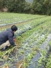 「有機農園ひらんの里」