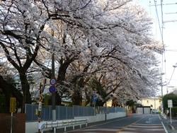 学校の敷地内から伸びる桜の木々。通行者の誰もが目を奪われます。