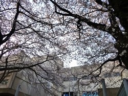 小さな枝の先まで桜の花で覆われています。