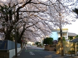 通称、桜のトンネル。といわれるのも頷けます。
