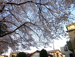 どれだけ見ていても飽きない桜の花。出来ることならずっと咲いていてほしいです。