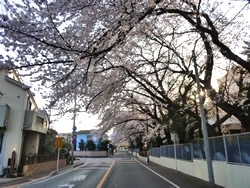 桜にまつわる様々な歌が頭の中に浮かびます。