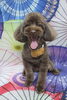トイプードルのあんこちゃんのトリミング「トイプードルのさちちゃん♪ テディベアポシェットで和傘柄春フォト！」