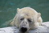 「夏の疲れは・・・」