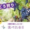 【夏休み特別企画！】もぎたてぶどう体験＆ひんやり川遊びで最高の思い出を！～泉州中央エリアの夏を満喫！～