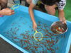 「軒下の金魚すくい」