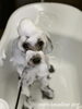 「秋のオプションキャンペーン　^ - ^」
