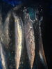 「☆新物☆秋刀魚  入荷‼︎」
