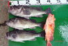 「8月２３日の釣果」