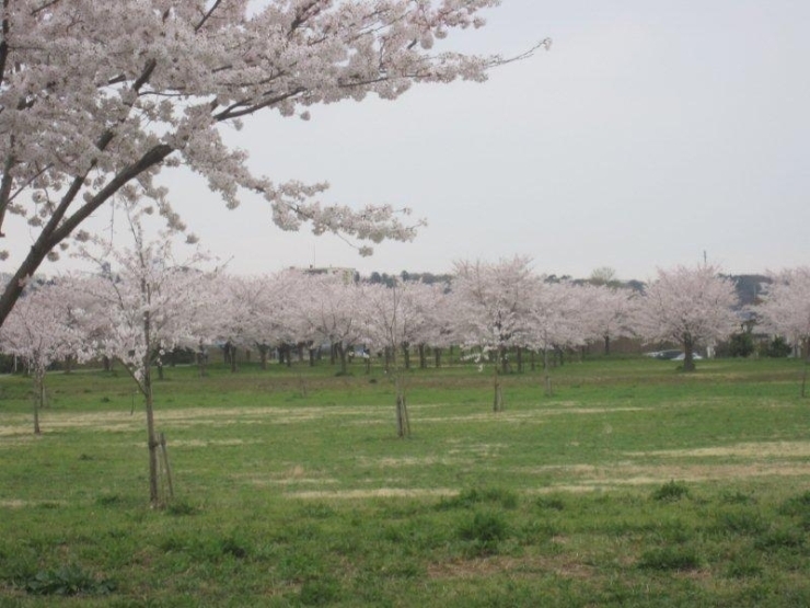 休日には芝生にお弁当を広げてお花見の家族も大勢います。　年々桜が大きくなって、お勧めの桜鑑賞スポッとです。