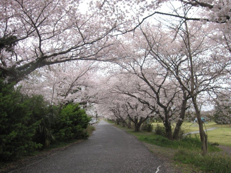 奥富運動公園の入り口の桜のアーチ