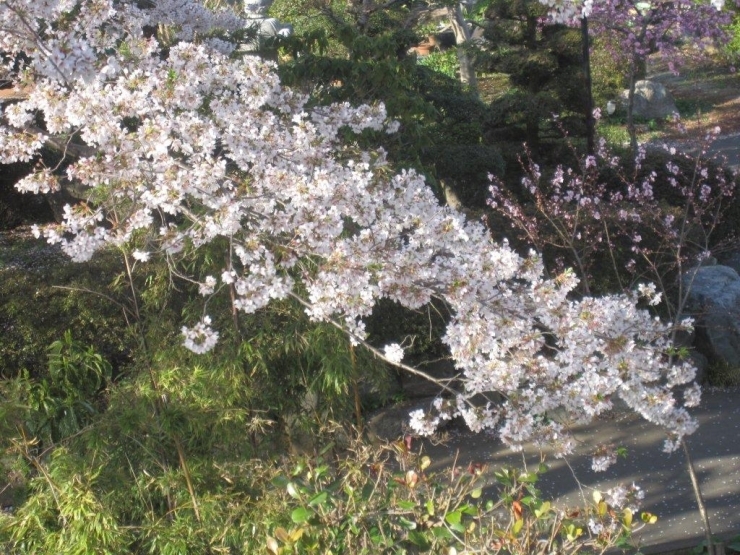 着物の裾模様のような風に揺れる桜。