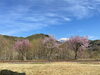 松原スポーツ公園 桜「松原スポーツ公園  林鉄バイクの準備、進んでいます」