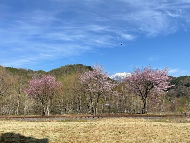 松原スポーツ公園 桜「松原スポーツ公園  林鉄バイクの準備、進んでいます」