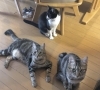 健康は普段の食事から もちろんお留守番中も…ですね「兄妹猫の健康を守る“作法”~療養フードと日々のルーティンに込められた愛情」