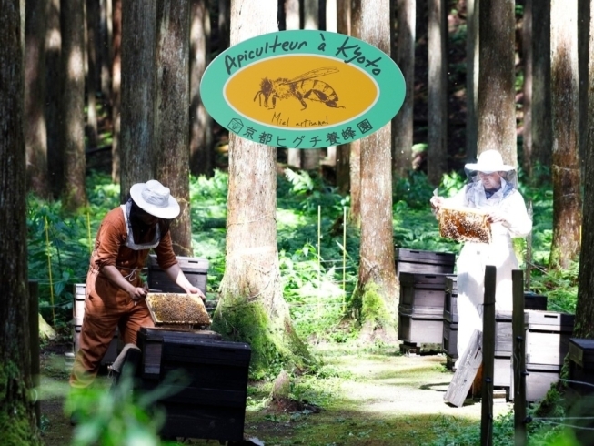 「京都ヒグチ養蜂園」純正はちみつ一筋約50年！　親子で営む京都の養蜂園