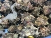 「魚魚市場鮮魚コーナーおすすめは「岩牡蠣」です♪」