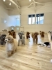走る💨💨💨💨💨「ましゅまろ幼稚園🐾　パートⅡ」