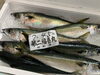 「鮮魚入荷中！！」