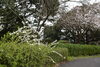 「　本日の　桜＋花　情報」